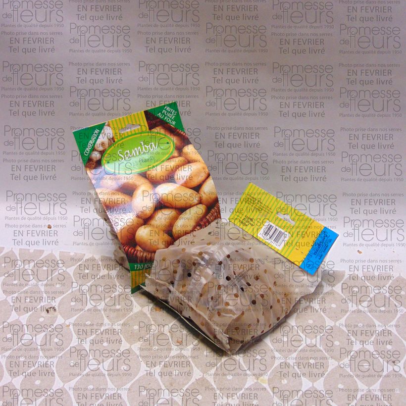 Voorbeeld van een exemplaar van Aardappel Samba Zak met 25 plantjes kaliber 25/35 mm zoals geleverd