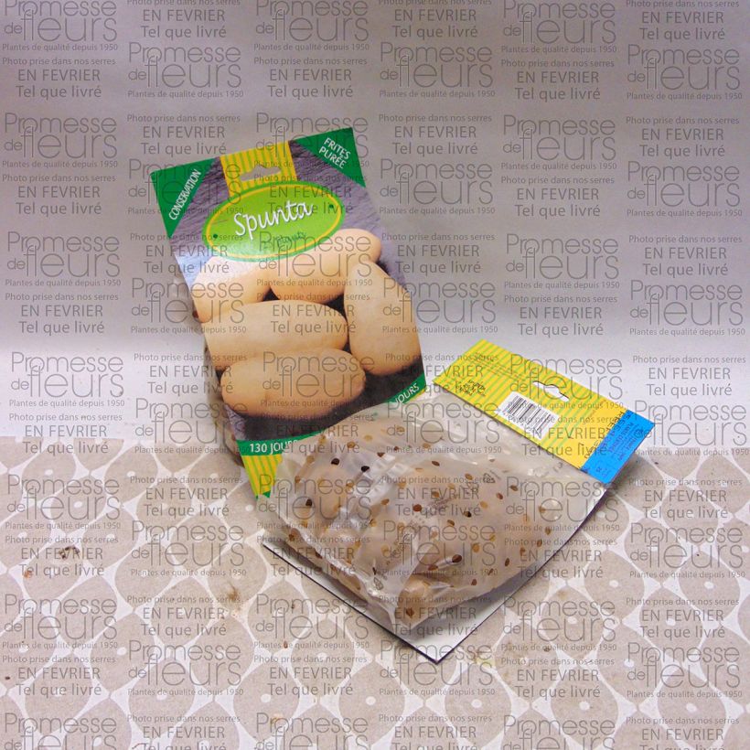 Voorbeeld van een exemplaar van Aardappel Spunta Zak met 25 plantjes kaliber 25/35 mm zoals geleverd