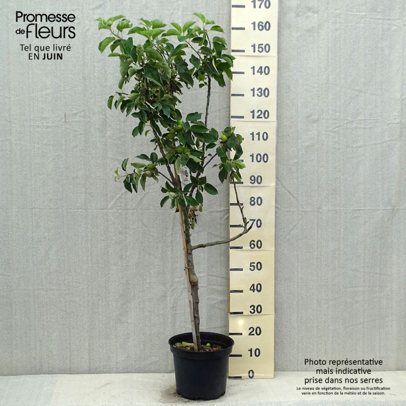 Exemplaar van Appelboom Api Etoilé Pot van 7,5 l/10 l, Kelkvormig zoals geleverd in de zomer