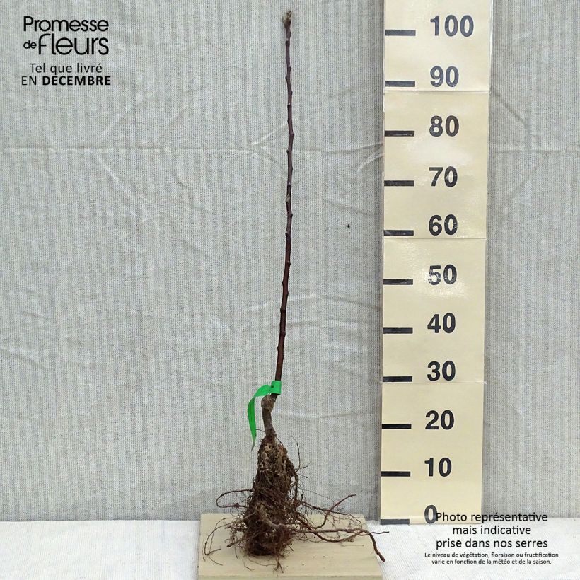 Exemplaar van Appelboom Rode Astrakan BIO Naakte wortel, Onderstam zoals geleverd in de winter