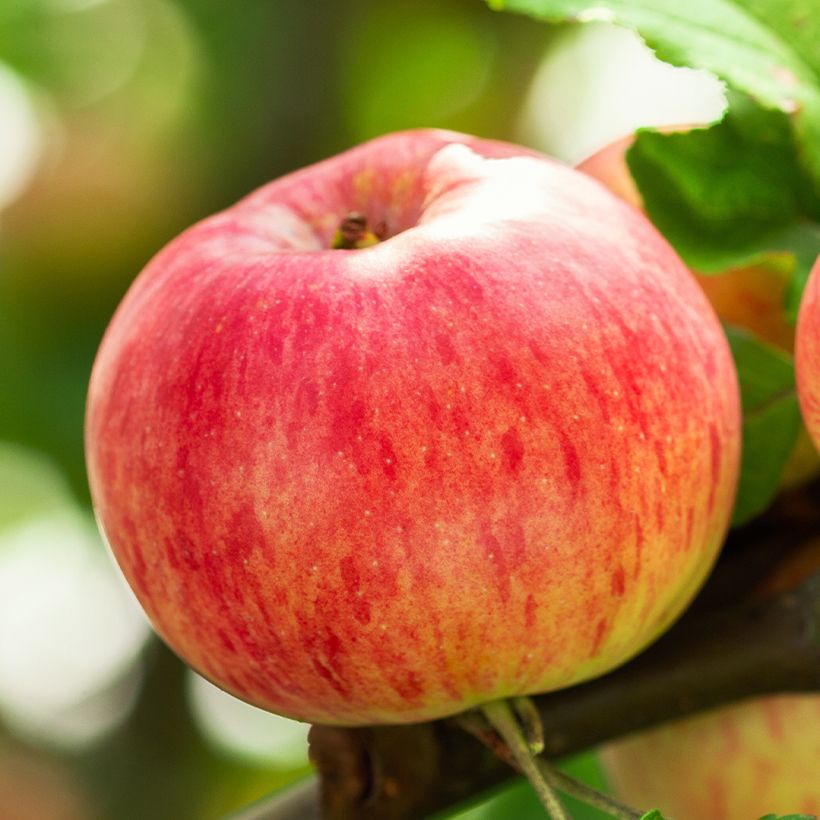 Appelboom Rode Astrakan BIO (Oogst)