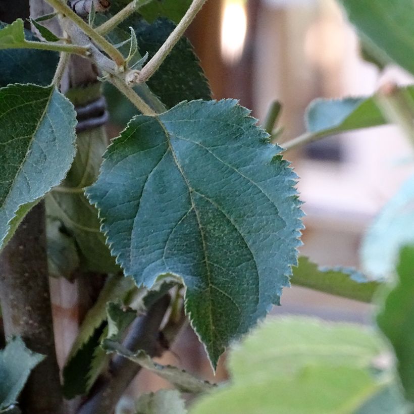 Appelboom Belle de Boskoop (Foliage)