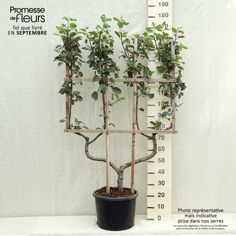 Exemplaar van Appelboom Belle de Boskoop Pot van 12 l/15 l, Dubbel U-palmet zoals geleverd in de herfst