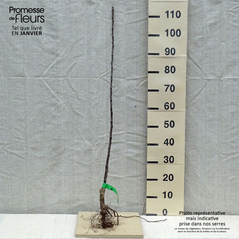 Exemplaar van Appelboom Bénédictin BIO Naakte wortel, Onderstam zoals geleverd in de winter