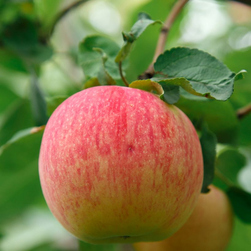 Appelboom Bénédictin BIO (Oogst)