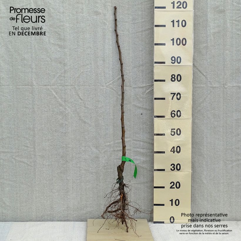 Exemplaar van Appelboom Bon père Naakte wortel, Onderstam zoals geleverd in de winter