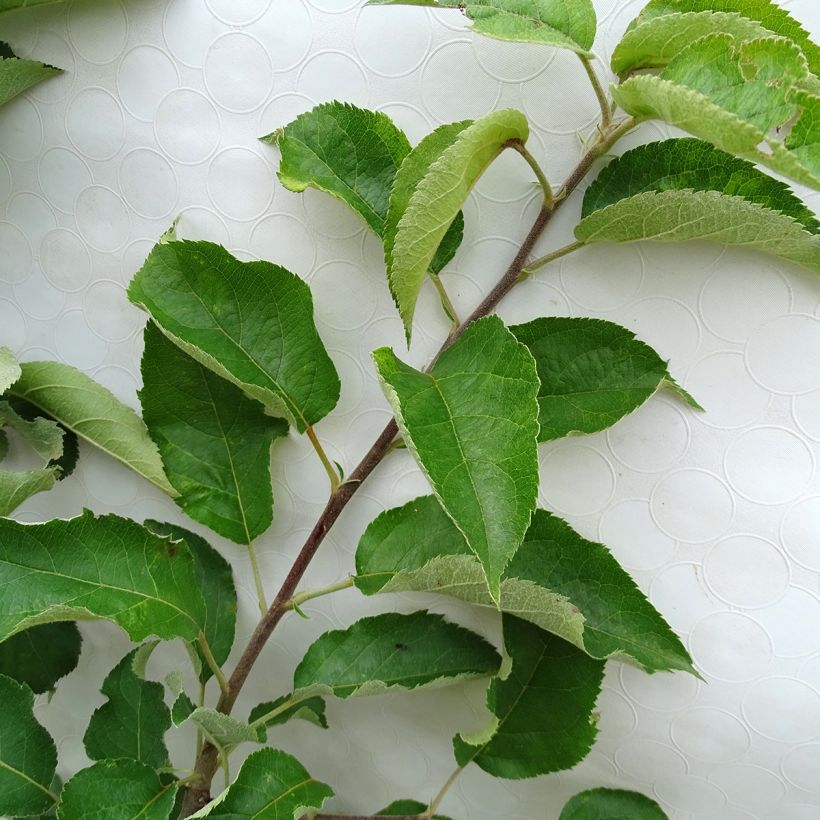 Appelboom Rode Winter Calville (Foliage)