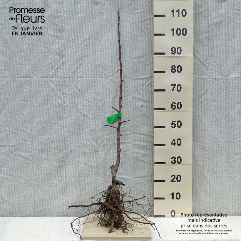 Example of Appelboom Rode Winter Calville Naakte wortel, Onderstam as you get in hiver