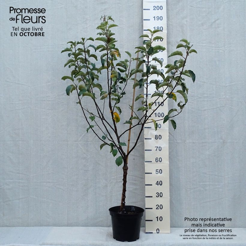 Exemplaar van Appelboom Rode Winter Calville Pot van 7,5 l/10 l, Kelkvormig zoals geleverd in de herfst