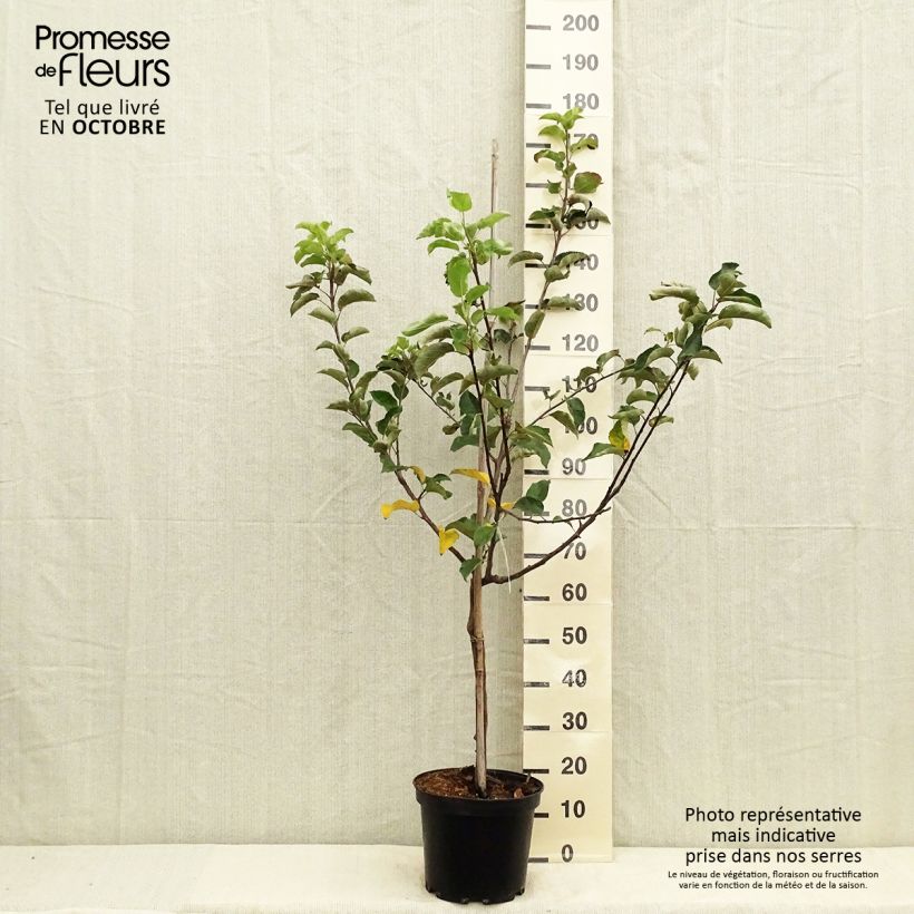 Exemplaar van Appelboom Choupette Pot van 7,5 l/10 l, Kelkvormig zoals geleverd in de herfst