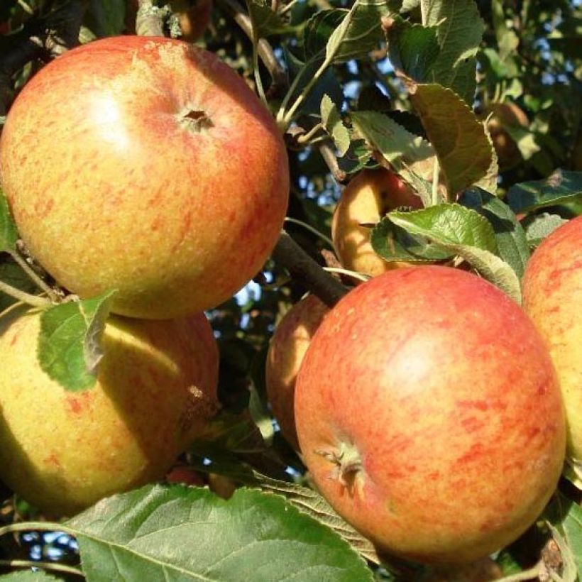 Appelboom Cox's Orange Pippin (Harvest)