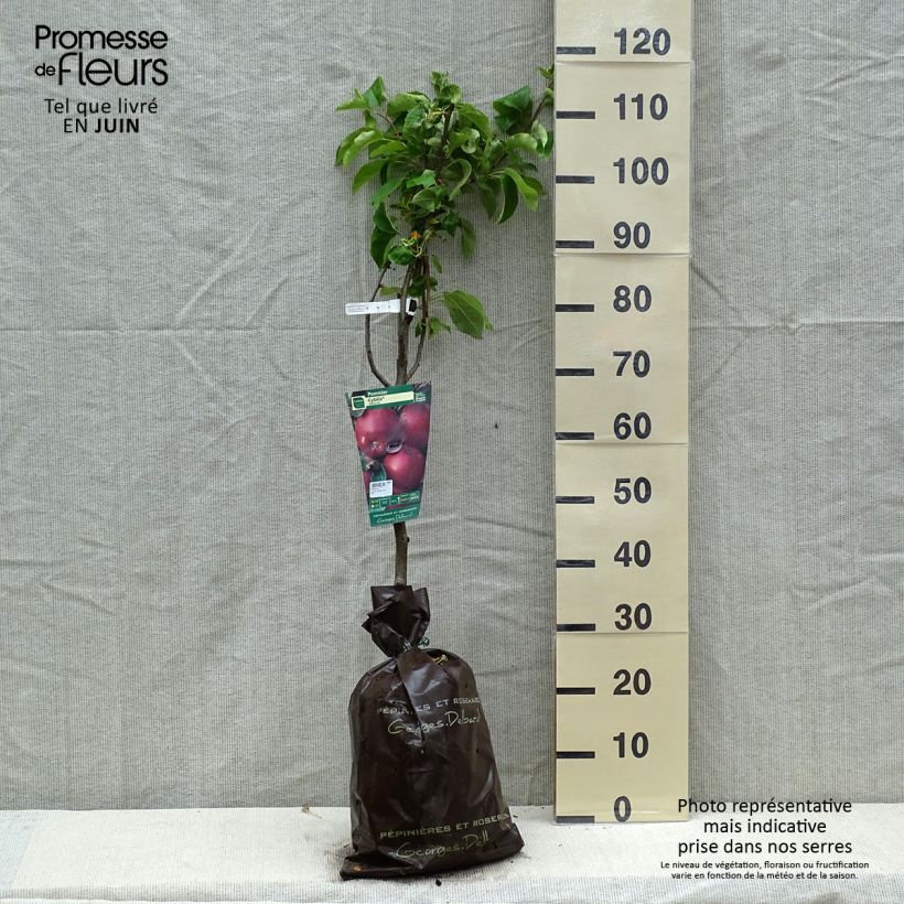 Exemplaar van Appelboom Cybèle - Georges Delbard Plantklare kluit, Kelkvormig zoals geleverd in de lente