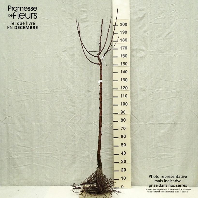 Exemplaar van Appelboom Divine - Georges Delbard Naakte wortel, Half-hoge stam zoals geleverd in de winter