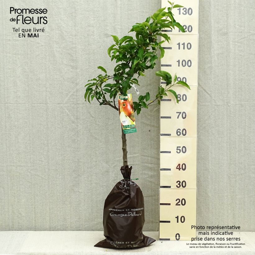 Exemplaar van Appelboom Delbarestivale - Georges Delbard Plantklare kluit, Kelkvormig zoals geleverd in de lente