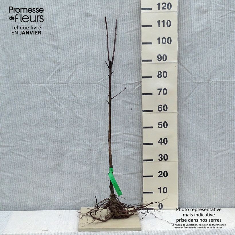 Exemplaar van Appelboom Elstar Naakte wortel, Onderstam zoals geleverd in de winter