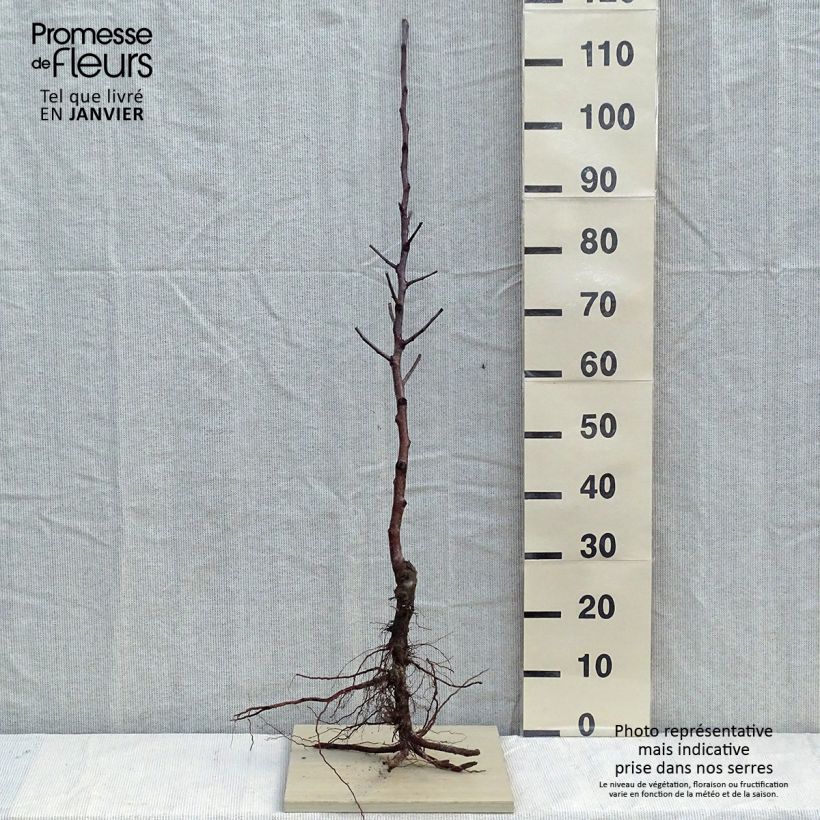 Exemplaar van Appelboom Fuji Naakte wortel, Onderstam zoals geleverd in de winter