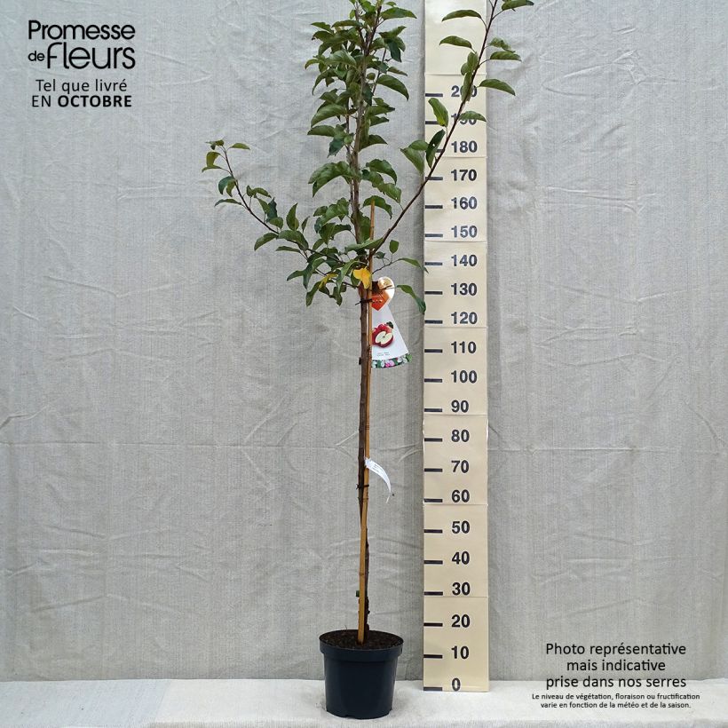 Exemplaar van Pommier Gala Pot de 7,5L/10L, Demi-Tige zoals geleverd in de herfst