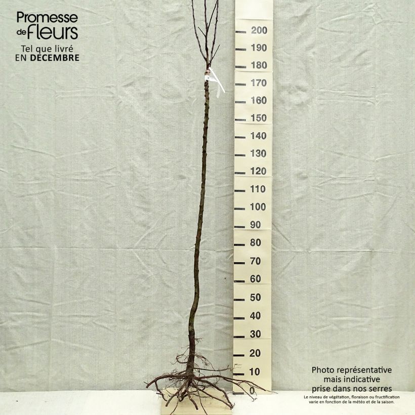 Exemplaar van Appelboom Gloster Naakte wortel, Half-hoge stam zoals geleverd in de winter