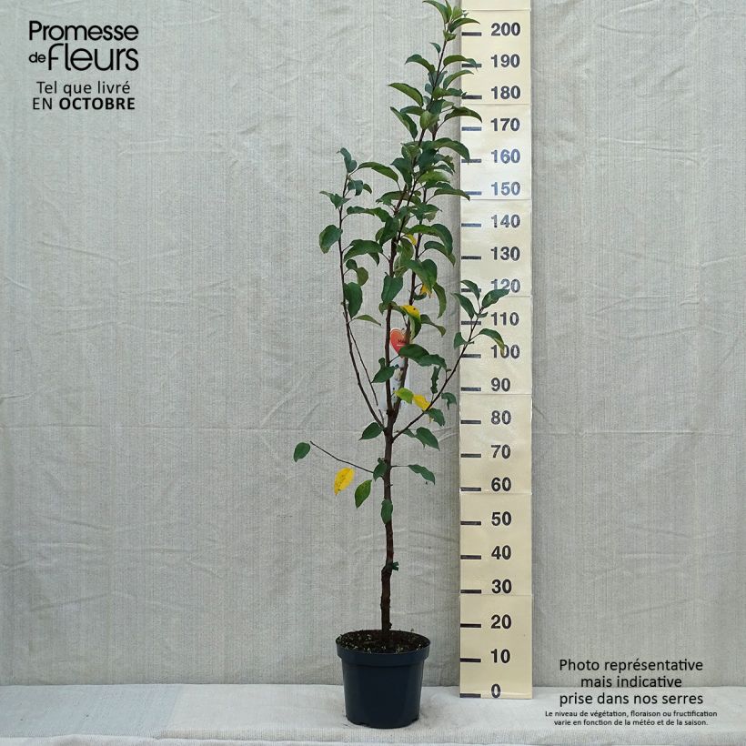 Exemplaar van Appelboom Gloster Pot van 7,5 l/10 l, Kelkvormig zoals geleverd in de herfst