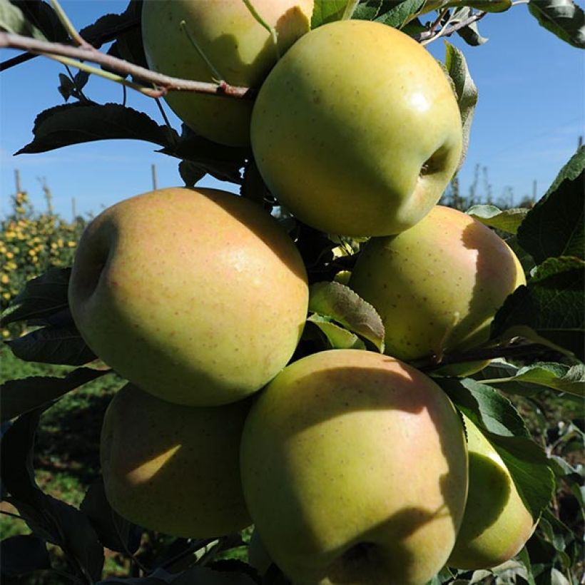 Appelboom Golchard (Oogst)