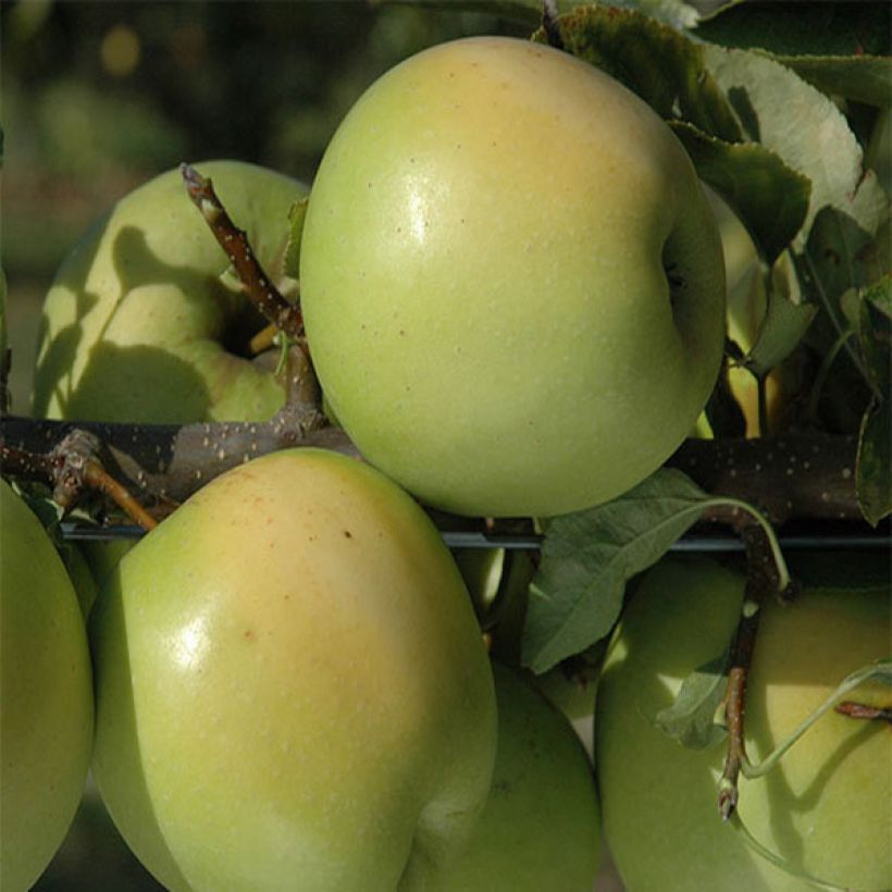 Appelboom Golden Delicious (Harvest)