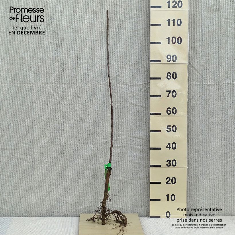 Example of Appelboom 'Golden Delicious' Bio as you get in hiver