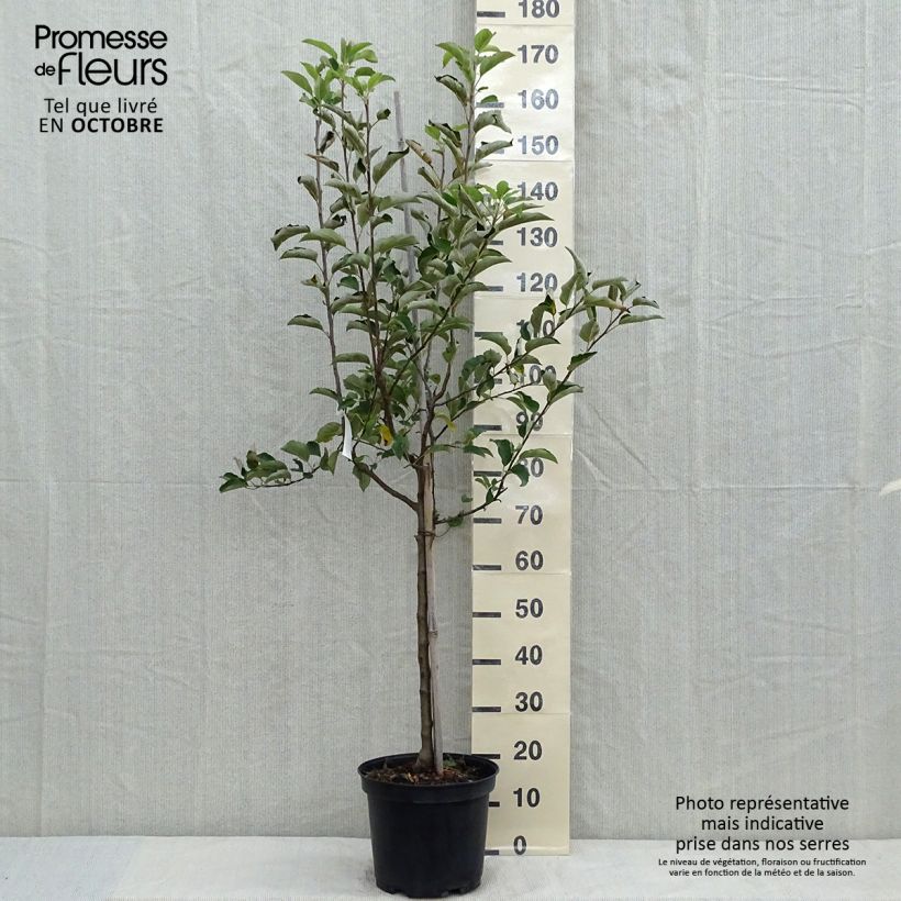 Exemplaar van Appelboom Golden Delicious Pot van 7,5 l/10 l, Kelkvormig zoals geleverd in de herfst