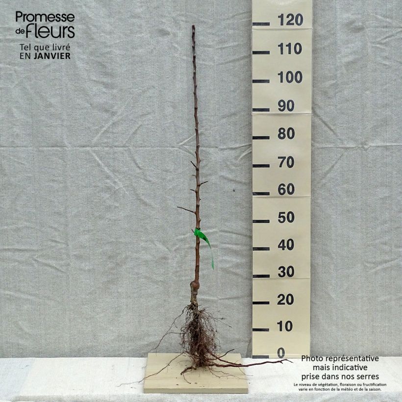 Exemplaar van Appelboom Reinette Grand-Mère BIO Naakte wortel, Onderstam zoals geleverd in de winter