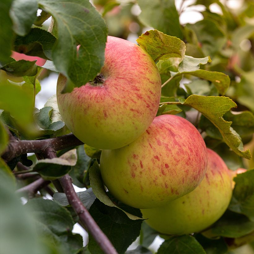 Appelboom Reinette Grand-Mère BIO (Oogst)