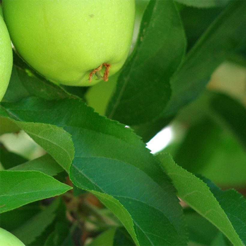 Appelboom Granny Smith (Blad)