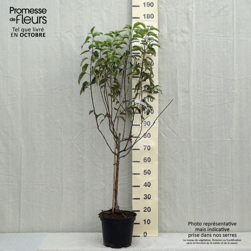 Exemplaar van Appelboom Granny Smith Pot van 7,5 l/10 l, Kelkvormig zoals geleverd in de herfst