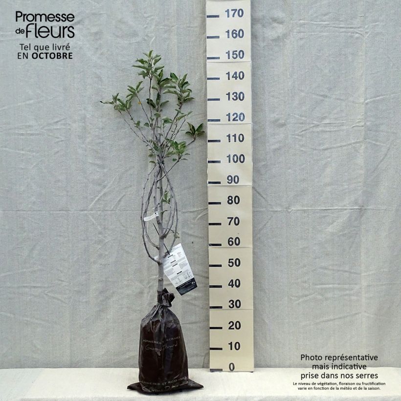 Exemplaar van Appelboom Harmonie  - Georges Delbard Plantklare kluit, Kelkvormig zoals geleverd in de herfst