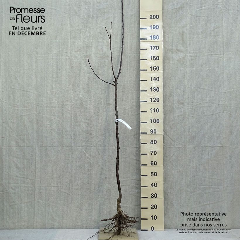 Exemplaar van Appelboom Jacques Lebel Naakte wortel, Half-hoge stam zoals geleverd in de winter