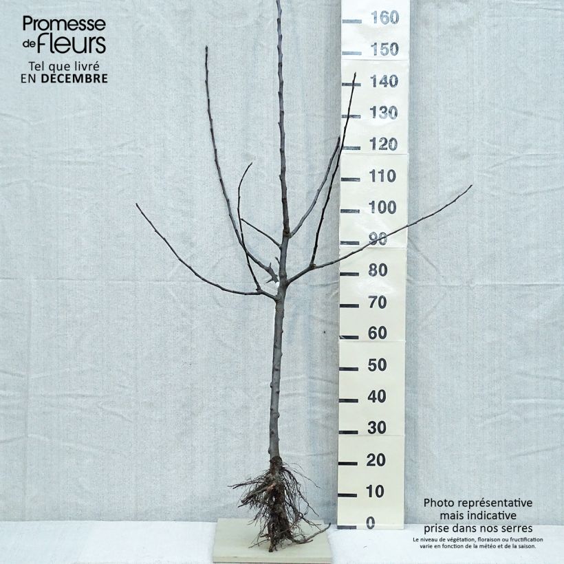 Exemplaar van Appelboom Jacques Lebel Naakte wortel, Kelkvormig zoals geleverd in de winter