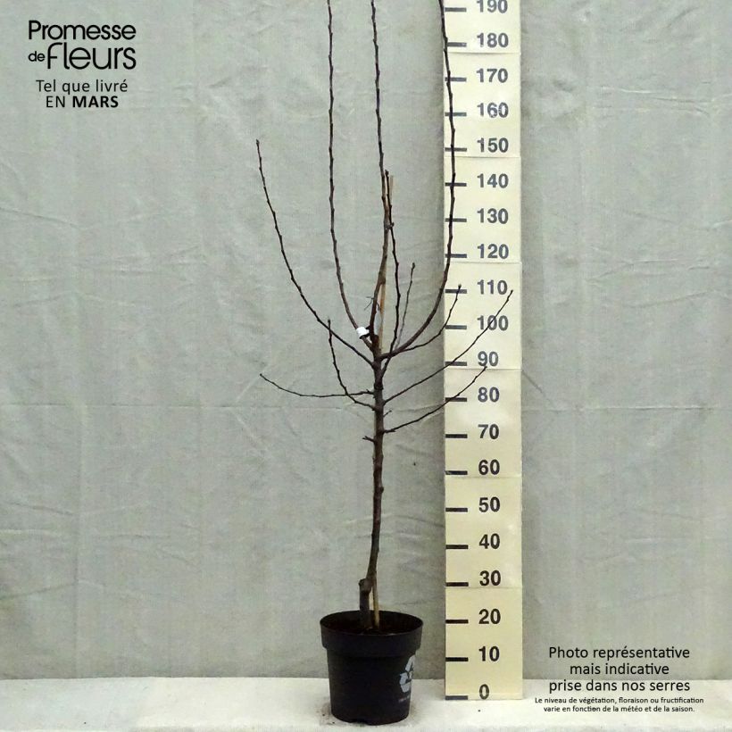 Exemplaar van Appelboom James Grieve Pot van 7,5 l/10 l, Kelkvormig zoals geleverd in de lente