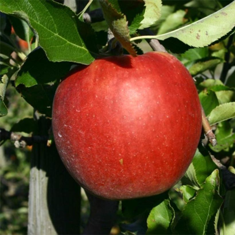 Appelboom Jonagold (Oogst)