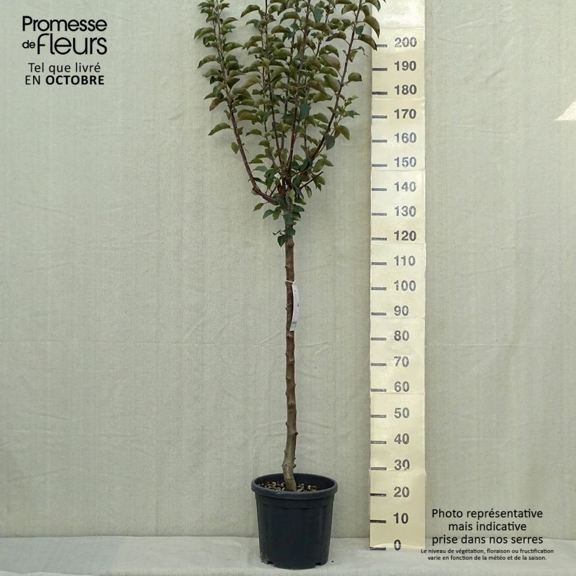 Exemplaar van Appelboom Jonagold Pot van 7,5 l/10 l, Half-hoge stam zoals geleverd in de herfst