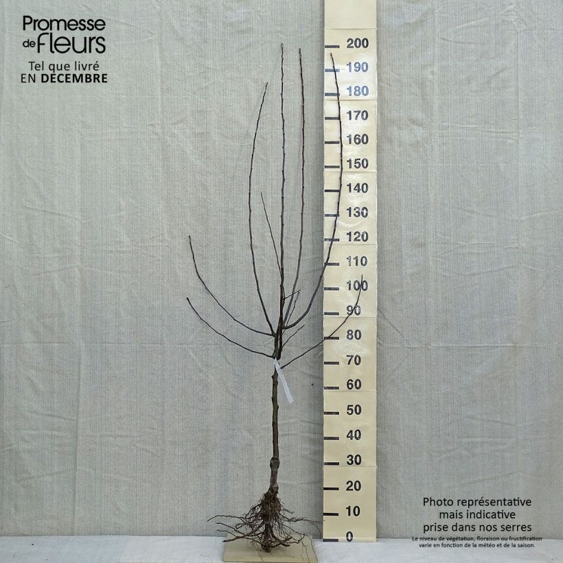 Exemplaar van Appelboom Jonathan Naakte wortel, Half-hoge stam zoals geleverd in de winter