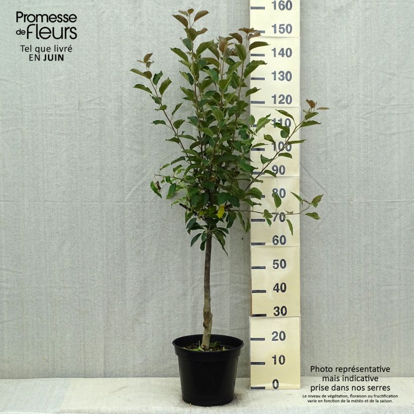 Exemplaar van Appelboom Maggy Pot van 7,5 l/10 l, Kelkvormig zoals geleverd in de zomer