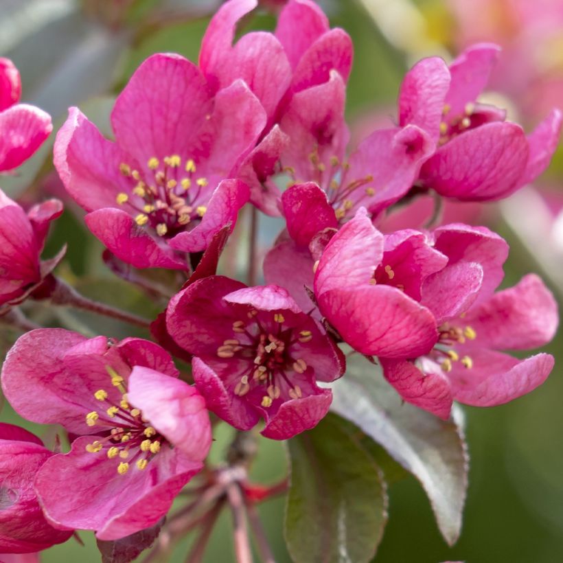 Malus Apollo - Sierappel (Flowering)