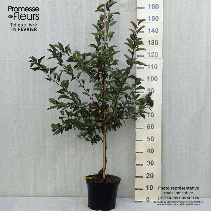 Exemplaar van Malus Diable Rouge - Sierappel Pot van 7,5 l/10 l zoals geleverd in de herfst