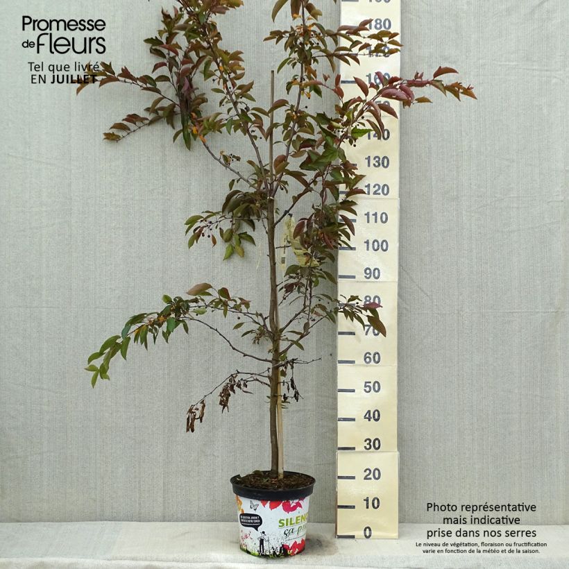 Exemplaar van Malus Diable Rouge - Sierappel Pot van 7,5 l/10 l zoals geleverd in de zomer