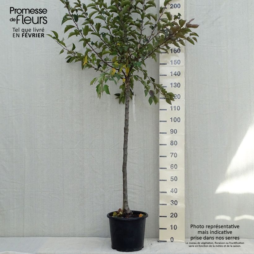 Exemplaar van Malus Diable Rouge - Sierappel Pot van 12 l/15 l zoals geleverd in de herfst