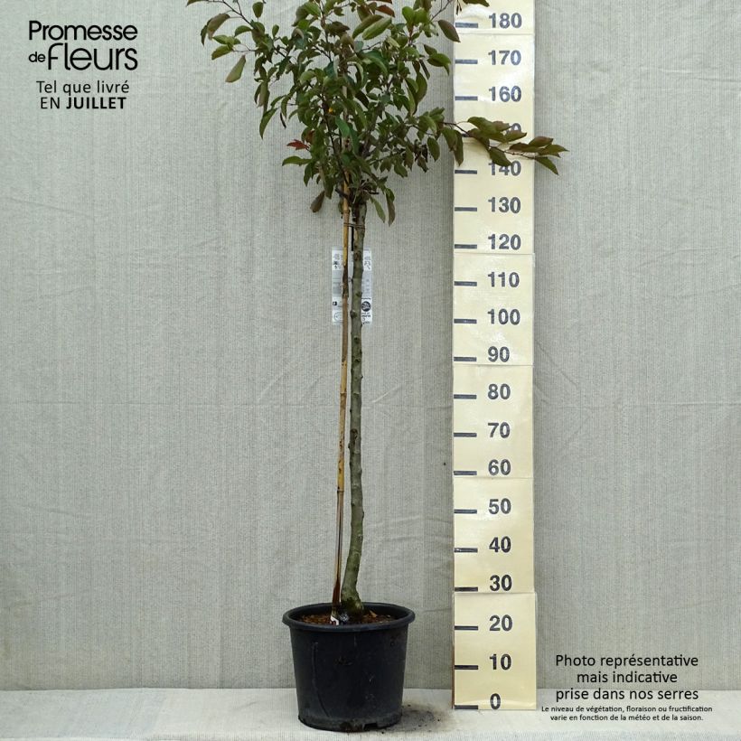 Exemplaar van Malus Diable Rouge - Sierappel Pot van 12 l/15 l zoals geleverd in de zomer