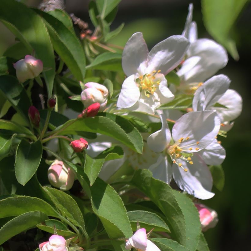 Malus Sugar Tyme - Sierappel (Bloei)