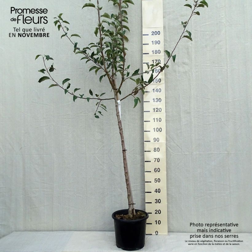 Exemplaar van Appelboom Belchard Pot van 12 l/15 l, Half-hoge stam zoals geleverd in de herfst