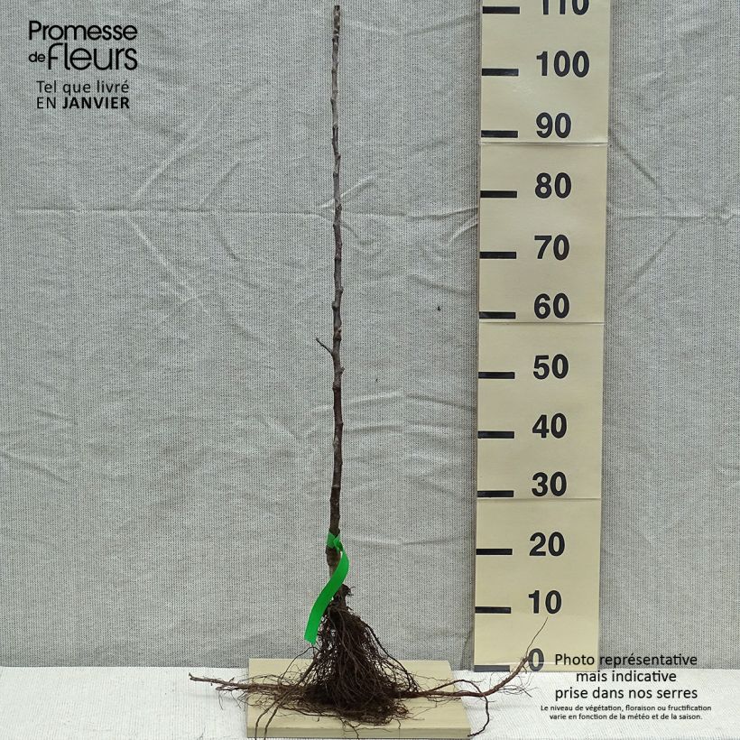 Exemplaar van Appelboom Braeburn Naakte wortel, Onderstam zoals geleverd in de winter