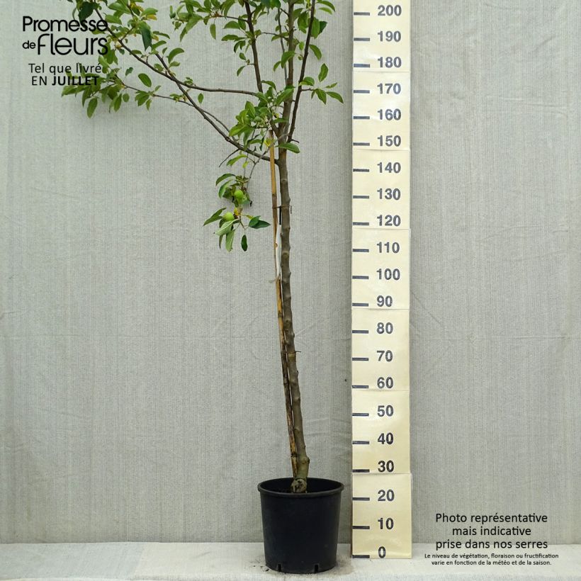 Exemplaar van Appelboom Idared Pot van 12 l/15 l, Half-hoge stam zoals geleverd in de zomer
