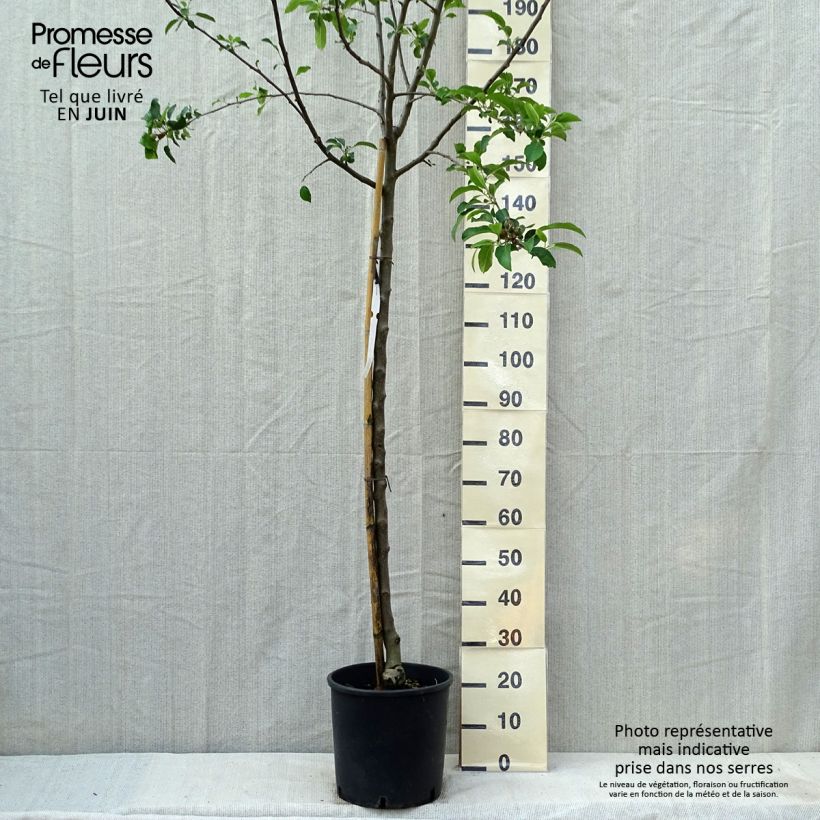 Exemplaar van Appelboom Idared Pot van 12 l/15 l, Half-hoge stam zoals geleverd in de lente