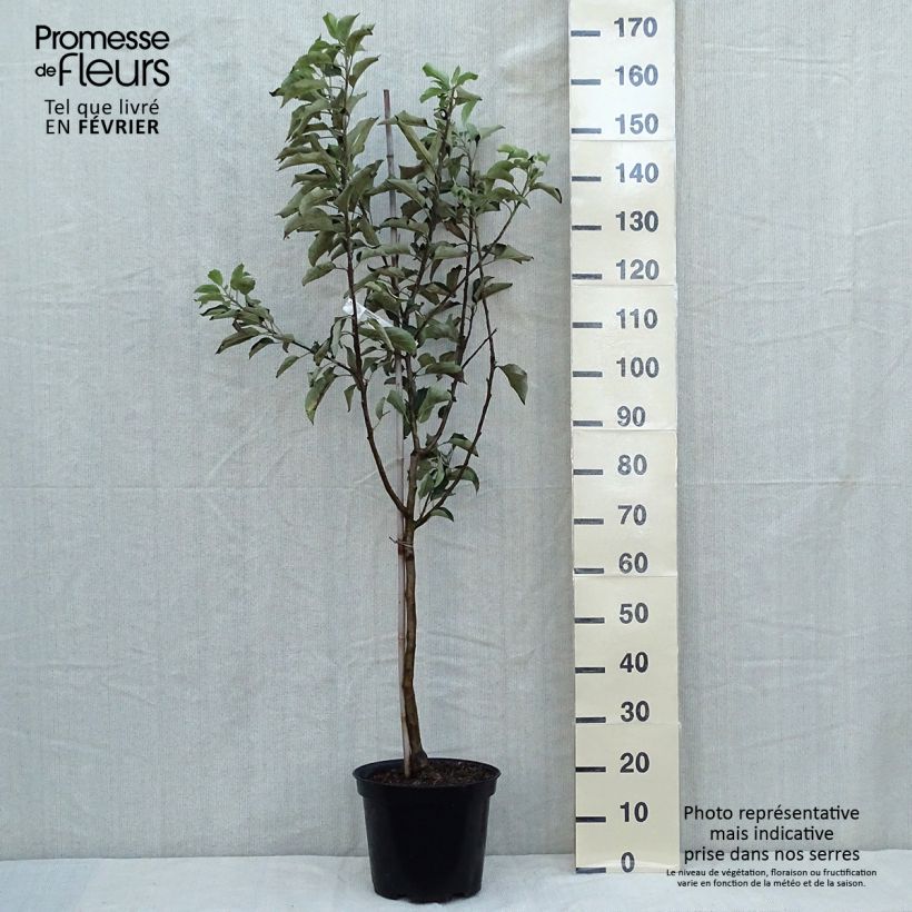 Exemplaar van Appelboom Idared Pot van 7,5 l/10 l, Kelkvormig zoals geleverd in de herfst